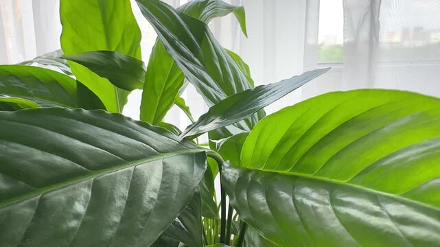 Houseplant Green Leaves Swaying by Window with Flowing Curtains Footage, for Slow Living Content, Home Wellness, Calm Morning Routine, Mindful Interiors, Fresh Air Mood, and Relaxation Visuals