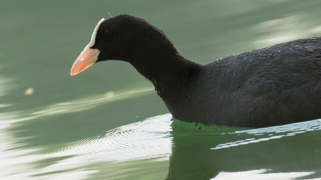 Eurasian Coot Swimming with Characteristic Head Bobbing - 4K Macro Close-Up