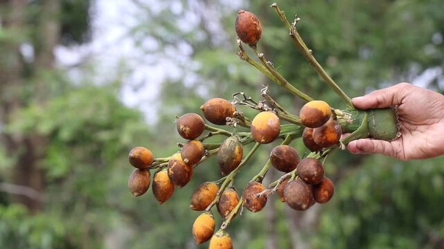 Areca nut or the betel nut bunch harvested from the plant is held in the hand on natural light and nature background