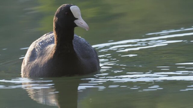 Eurasian Coot Swimming on Calm Lake in Morning Light - 4K Slow Motion