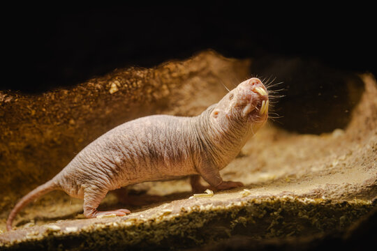 Close-up of a naked mole rat in its natural burrow, showing its wrinkled skin and whiskers in a dimly lit tunnel.