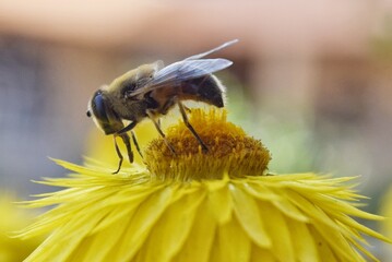 Hoverfly Feeding on Yellow Flower in Garden Macro Shot   © Samantha