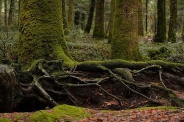 Obraz premium Mossy tree roots in an enchanted, dense forest. A close-up of thick, gnarled roots and tree trunks covered in lush green moss, revealing a dark and mystical forest floor covered in autumn foliage.