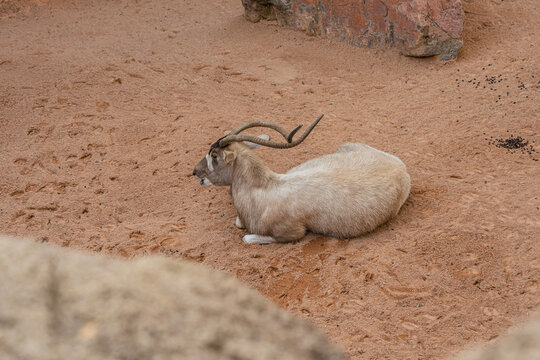 addax antelope lying on sandy ground in zoo enclosure, rare desert species with spiral horns resting in warm natural habitat, african wildlife animal in captivity environment