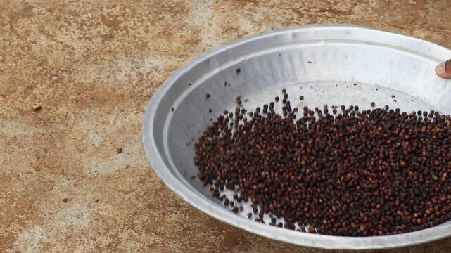 Traditional method of cleaning the dry black pepper corns. Peppercorns in a large dustpan to remove stick and stones