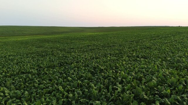 Drone flying over a vast green sugar beet field during a scenic sunset with rolling hills in the background