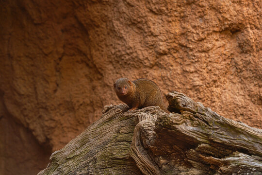 dwarf mongoose standing on tree trunk in zoo enclosure, small african mammal looking at camera in natural habitat environment with warm earthy background