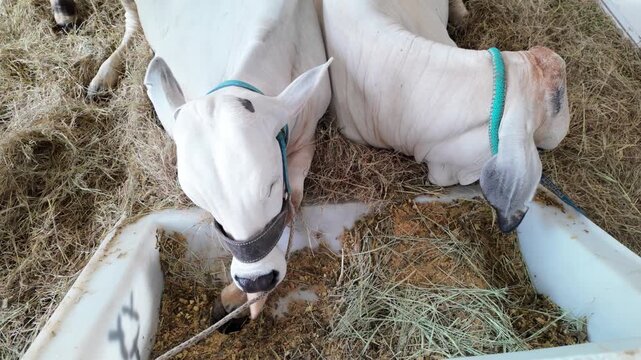 White brahman zebu cattle resting at tropical farm in Latin America - Agriculture and livestock concept