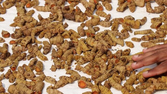 Turmeric rhizomes harvested and then using traditional methods is being dried in the sun. Tradition processing method of turmeric roots