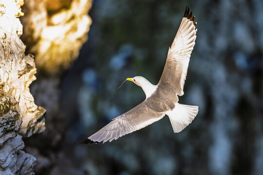 Black-legged Kittiwake, Rissa tridactyla, birds in flight over cliffs, Bempton Cliffs, North Yorkshire, England
