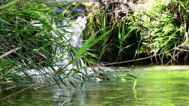 Peque&ntilde;a cascada natural rodeada de vegetaci&oacute;n verde y frondosa. El agua fluye suavemente sobre rocas cubiertas de musgo, creando un ambiente fresco y sereno.