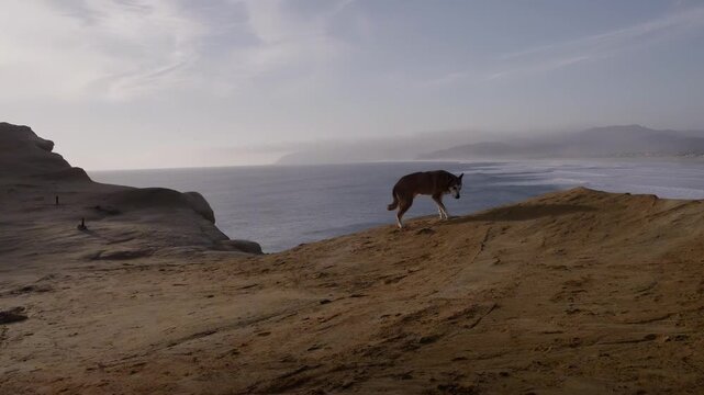 Lone dog explores scenic coastal cliffs overlooking the ocean waves