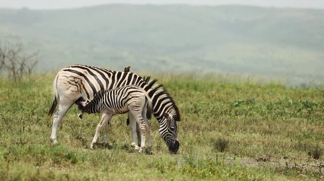 Young zebra foal drinking milk from its mother in the warm African savanna, capturing a touching wildlife scene of maternal care, protection and family connection in the natural wilderness