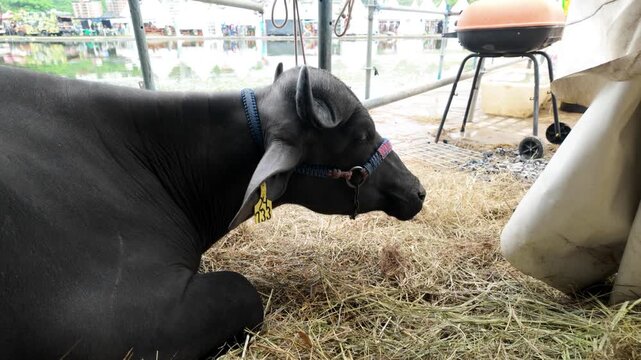 Black ox resting and eating hay at tropical farm in Latin America - Agriculture and livestock concept