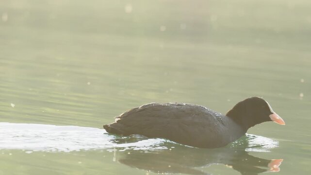 Eurasian Coot Silhouette Swimming in Intense Golden Backlight - 4K Slow Motion