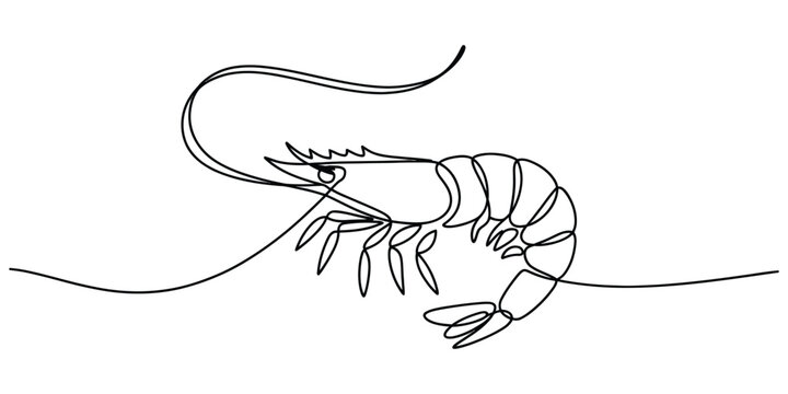 Continuous line drawing of a shrimp