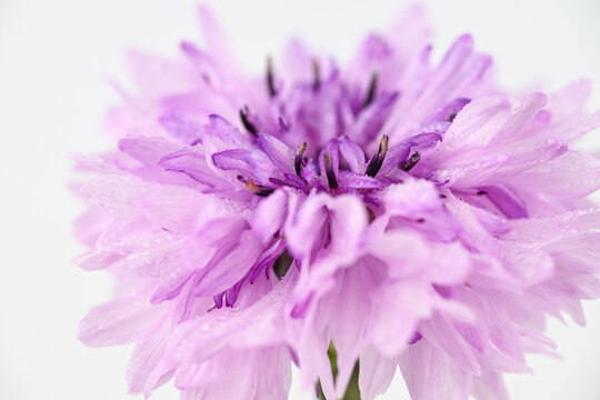 Close up of Bachelor's Button Flowers on Light Background