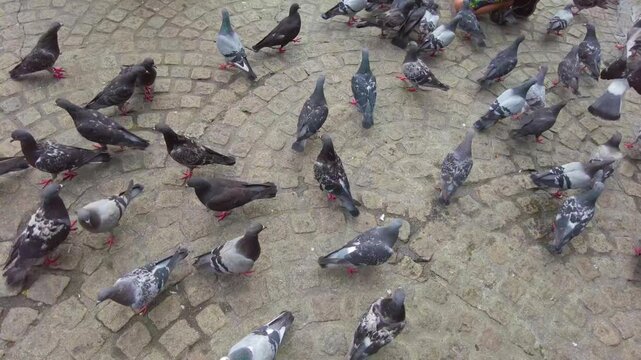 Close up if a pigeon feeding frenzy in Amsterdam on a cloudy summer day