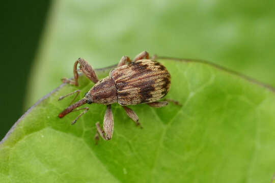 Closeup on a colorful small Bird-cherry weevil beetle, Anthonomus rectirostris on the edge of a green leaf