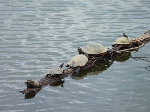 A group of aquatic turtles basking on a log, within the waters of Lake Arrowhead. Shenandoah Valley, Page County, Virginia