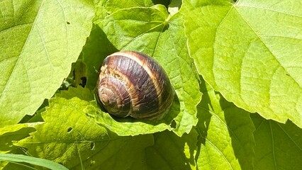 snail on leaf © Наталья Красильников