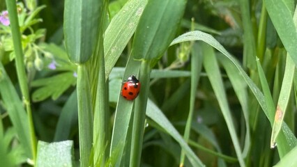 ladybug on grass © Наталья Красильников