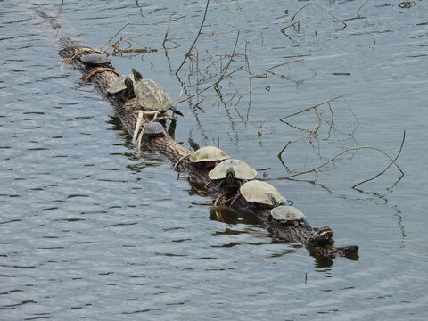 A group of aquatic turtles basking on a log, within the waters of Lake Arrowhead. Shenandoah Valley, Page County, Virginia