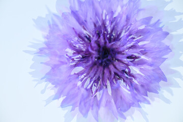 Obraz premium Close up of Bachelor's Button Flowers on Light Background