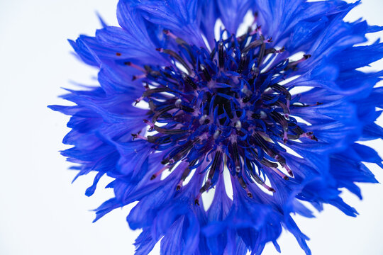 Close up of Bachelor's Button Flowers on Light Background