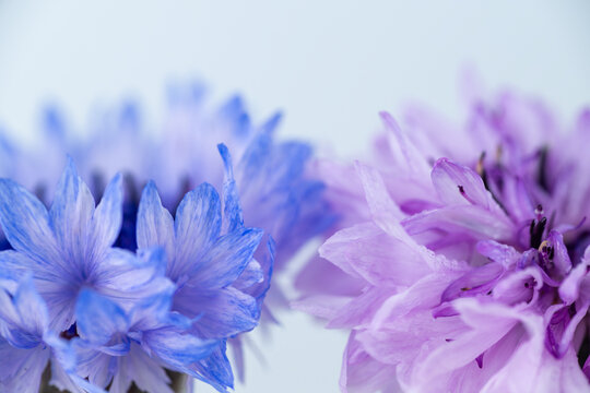 Close up of Bachelor's Button Flowers on Light Background