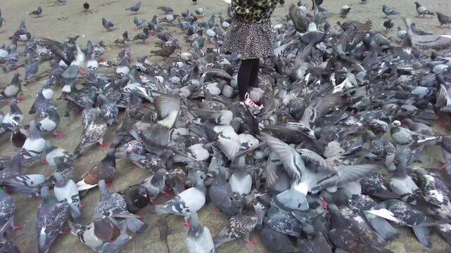 Close up if a pigeon feeding frenzy in Amsterdam on a cloudy summer day