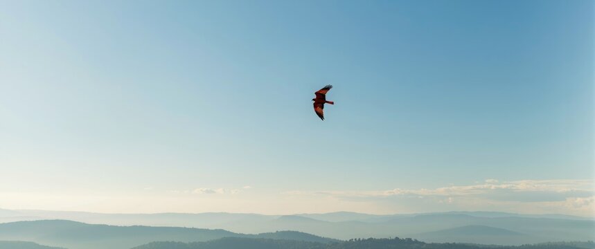 Red Kite Soaring Against Clear Blue Sky Spring Morning, Scenic Mountain View