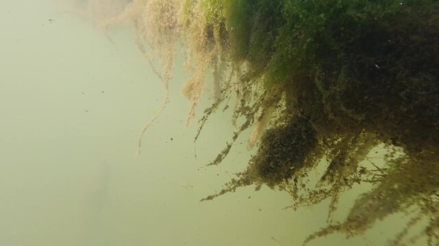 Underwater macro footage of river current with organic debris and plants moving slowly with surface and subsurface view