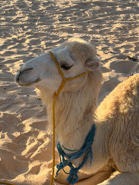 camelos no deserto do saara