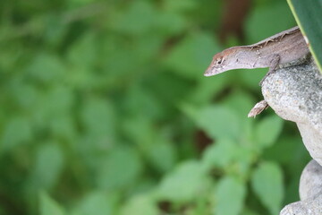 Fototapeta premium Lizard peeking from the bush 