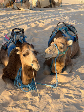 camelos no deserto do saara