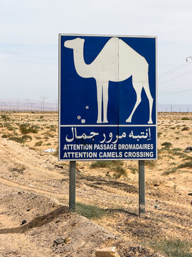 placa dinaliza&ccedil;&atilde;o camelo deserto do saara