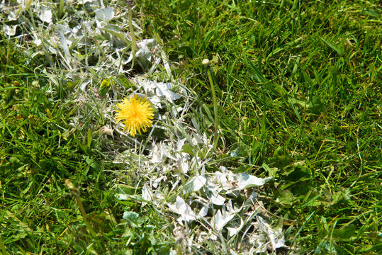 Adorable yellow wildflower blooming defiantly through white line marking on green football field. Sweet tender nature perfect for spring campaigns, football clubs, lifestyle and environmental harmony