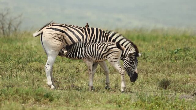 Young zebra foal drinking milk from its mother in the warm African savanna, capturing a touching wildlife scene of maternal care, protection and family connection in the natural wilderness