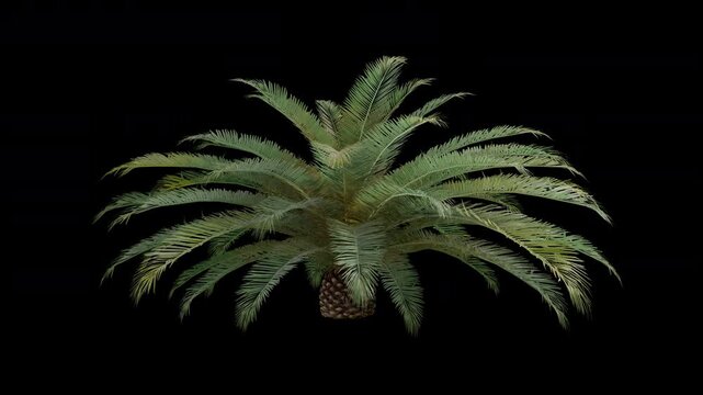 Phoenix canariensis palm tree swaying in wind realistic animation isolated on transparent background 4K