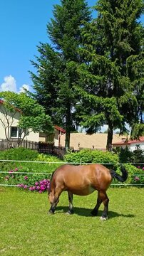 LUBLIN, POLAND - 6.18.2022: Brown horse grazing on green grass near residential house in sunny summer weather. Peaceful countryside scene with domestic farm animal in rural area, natural outdoor