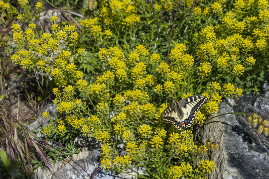 Bellissima farfalla macaone su fiori selvatici gialli