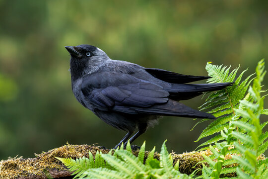 Western jackdaw / European jackdaw (Coloeus monedula) perched on fallen tree trunk in forest in spring