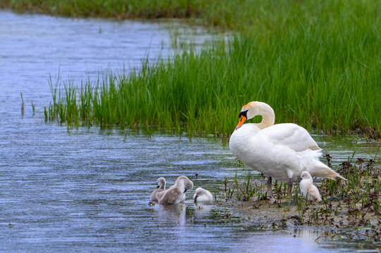 Mute swan (Cygnus olor) adult female and cygnets preening feathers in the rain on lake shore in spring