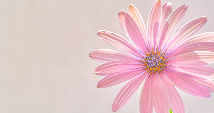 Close-up of osteospermum African daisy with pink petals and detailed center. Soft focus and gentle tones create a fresh botanical composition