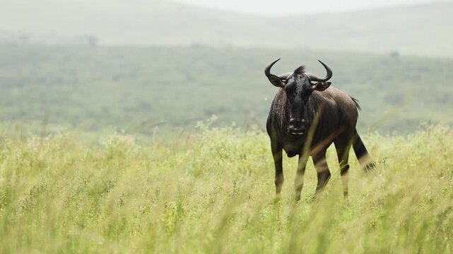 Blue wildebeest walking across open plains of Namibia, powerful African antelope moving through dry savanna landscape. Dynamic wildlife scene capturing speed, movement and freedom in the vast African