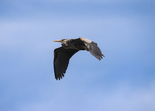 great blue heron in flight