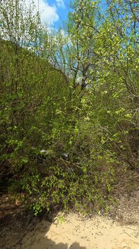 Sandy slope leads into. Bigar Waterfall, Serbia. Vertical