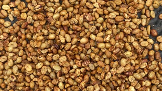Coffee Beans Drying on a Rack