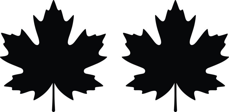 Maple leaf silhouette illustration showing rounded and pointed lobes, perfect for botanical artwork, nature design, seasonal themes, and decorative vector